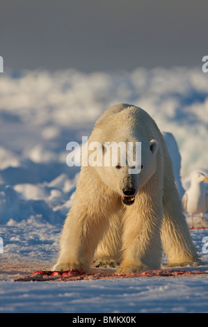 Eisbär auf 02:00 in der kanadischen Arktis Fütterung auf eine Ringelrobbe. Aufgenommen am Rande Scholle außerhalb Pond Inlet, Baffin-Insel. Stockfoto