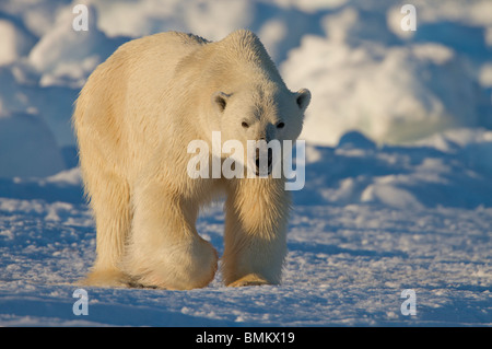 Eisbär auf 02:00 in der kanadischen Arktis Fütterung auf eine Ringelrobbe. Aufgenommen am Rande Scholle außerhalb Pond Inlet, Baffin-Insel. Stockfoto