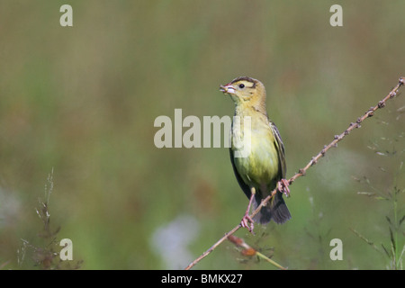 Erwachsene weibliche Bobolink mit Insekten in ihrem Schnabel thront auf einem Stiel des Grases Stockfoto