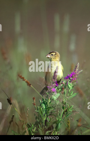 Erwachsene weibliche Bobolink mit Insekten in ihrem Schnabel thront unter lila Blumen Stockfoto