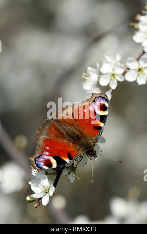 Pfau auf dem Zweig mit weißen Blüten Stockfoto
