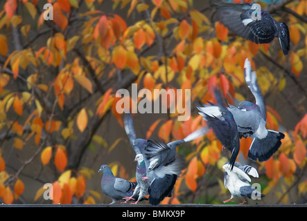 Rock Tauben landet auf dem Blinden auf Schildkröteteich im Central Park mit Herbstlaub im Hintergrund Stockfoto