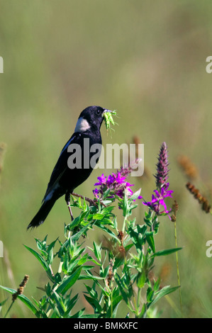 Erwachsene männliche Bobolink mit Insekten in seinem Schnabel thront auf lila Blumen Stockfoto