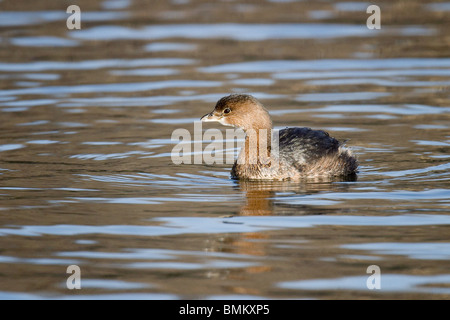 Pied – abgerechnet Grebe im Wasser schweben Stockfoto