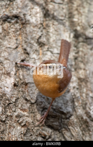 Carolina Wren thront auf der Seite ein Baum Stockfoto