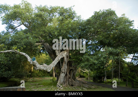 Mauritius Pamplemousses. Baum an der Sir Seewoosagur Ramgoolam Botanical Gardens Stockfoto
