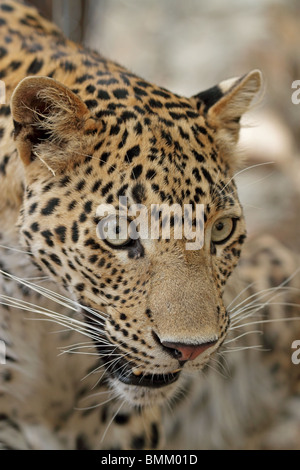 Leopard Porträtaufnahme. Foto von Ranthambhore National Park, Indien Stockfoto