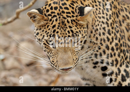 Leopard Porträtaufnahme. Foto von Ranthambhore National Park, Indien Stockfoto