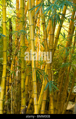 Bambushain, Sir Seewoosagur Ramgoolam Botanical Gardens, SSR Botanical Gardens oder Royal Botanical Gardens in der Nähe von Pamplemousses, Stockfoto