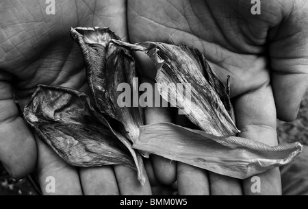 Eine Sammlung von getrockneten Tulpe Blütenblätter in offenen Hände angeboten. Stockfoto