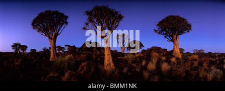 Afrika, Namibia, Keetmanshoop, leuchtet Abenddämmerung Köcherbaum in Kokerboomwoud in der Abenddämmerung Stockfoto