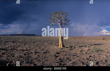 Namibia, Fish River Canyon National Park, am Nachmittag Gewitter und Regenbogen über Wüste nahe der Kante des Fish River Canyon Stockfoto