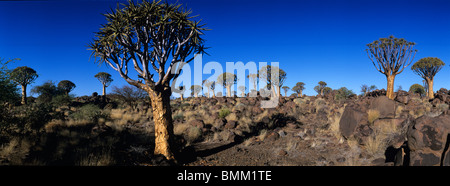 Afrika, Namibia, Keetmanshoop, untergehende Sonne leuchtet Köcherbaum (Aloe Dichotoma) in Kokerboomwoud (Köcherbaumwald) Stockfoto