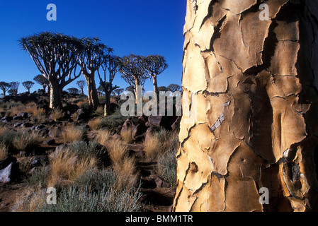 Afrika, Namibia, Keetmanshoop, Nachmittagssonne leuchtet Köcherbaum (Aloe Dichotoma) in Kokerboomwoud (Köcherbaumwald) Stockfoto