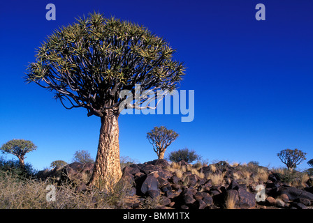 Afrika, Namibia, Keetmanshoop, Nachmittagssonne leuchtet Köcherbaum (Aloe Dichotoma) in Kokerboomwoud (Köcherbaumwald) Stockfoto