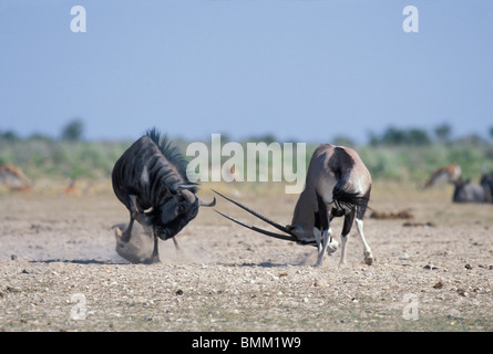 Afrika, Namibia, Etosha Nationalpark, kämpft Gemsbok (Oryx Gazella) mit Gnus (Connochaetes Taurinus) am Wasserloch Stockfoto