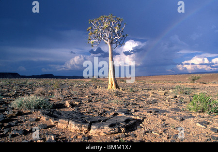 Namibia, Fish River Canyon NAT ' l Park, am Nachmittag Gewitter über Wüste in der Nähe von Rand des Fish River Canyon Stockfoto