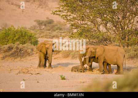 Wüstenelefanten im Damaraland, Namibia. Stockfoto