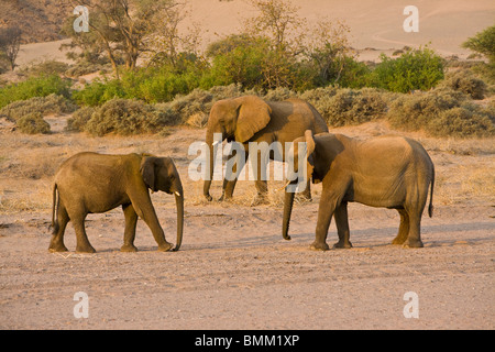 Wüstenelefanten im Damaraland, Namibia. Stockfoto