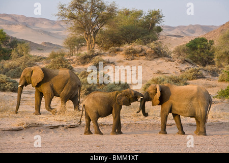 Wüstenelefanten im Damaraland, Namibia. Stockfoto