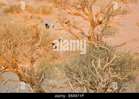 Trauerschnäpper Krähen auf einem Baum im Sossusvlei im Namib-Naukluft NP, Namibia. Stockfoto