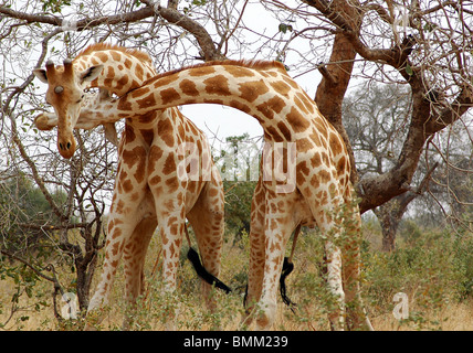 Niger, Koure, Giraffen, die Kämpfe in den Büschen in der westafrikanischen Savanne Stockfoto