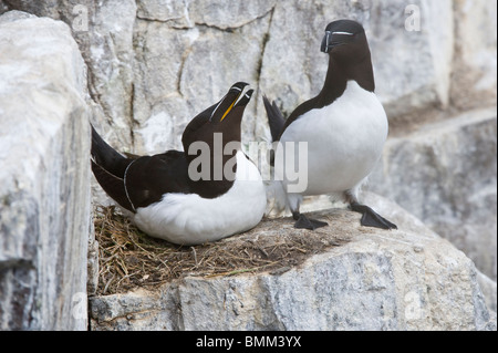 Der Tordalk (Alca Torda) paar auf nest kleben Verhalten Farne Islands, Northumberland Küste, England, Vereinigtes Königreich, Europa, Juni Stockfoto