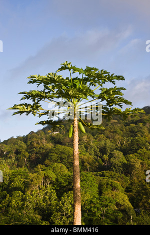 Seychellen, Mahe Island, Jackfruit Baum, Artocarpus heterophyllus Stockfoto