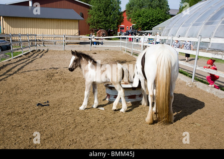 Stute mit Fohlen auf Koppel Stockfoto