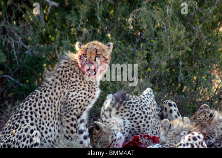 Afrika, Südafrika, Kwandwe. Ein Gepard Mutter und ihre vier jungen verschlingen ein Impala in Kwandwe Game Reserve. Stockfoto