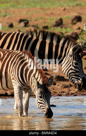 Burchell Zebras am Wasserloch, Equus Burchellii Kwamalibala verstecken, Mkuze Game Reserve, Südafrika Stockfoto