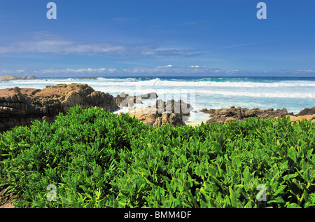 Wellen gegen Felsenufer, Pebble Beach Kalifornien entlang der berühmten 17-Mile Drive Erigeron Glaucus verlässt im Vordergrund Stockfoto