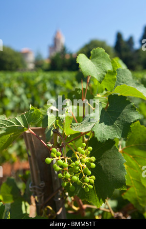 Weingut am Abbey, Isle de Lerins, Cannes, Provence, Frankreich, Europa Stockfoto