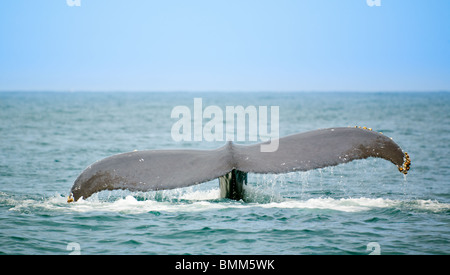 Walbeobachtung in der Banderas Bucht in der Nähe von Puerto Vallarta, Mexiko Stockfoto