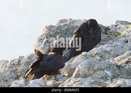 Rabe auf Felsen sitzend Stockfoto