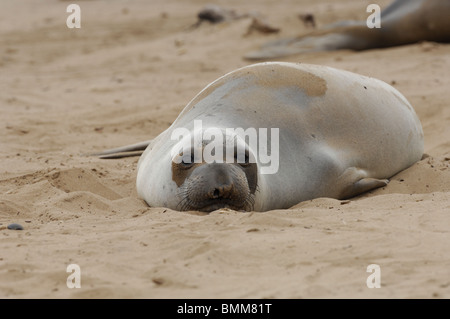 Stock Foto von einem nördlichen See-Elefanten Verlegung in den Sand zu Ano Nuevo Reserve, California. Stockfoto