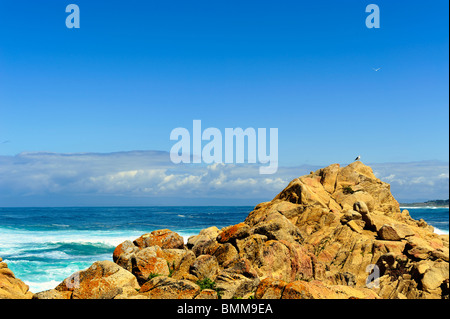 Möwe (Laurus) (wahrscheinlich westlichen Möwe Laurus Occidentalis) thront auf sonnigen Felsen und Möwe im Flug Pebble Beach Kalifornien Stockfoto