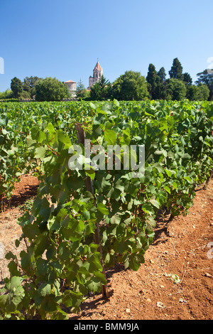 Weingut am Abbey, Isle de Lerins, Cannes, Provence, Frankreich, Europa Stockfoto