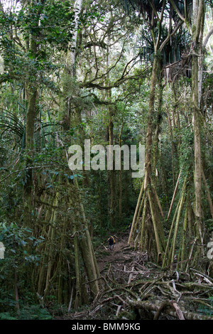 Ein Portier unter riesigen Bäumen in der Nähe von Myola und Bomber Camp, entlang der Kokoda Trail, Papua New Guinea Stockfoto