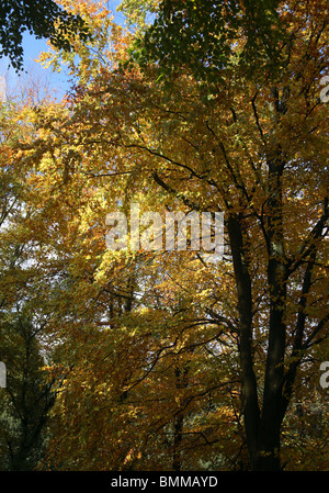 Herbst im Derwent Valley Stockfoto