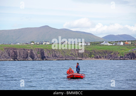 Delphin-Reise in der Dingle Bay, Dingle Halbinsel, Co. Kerry, Irland Stockfoto