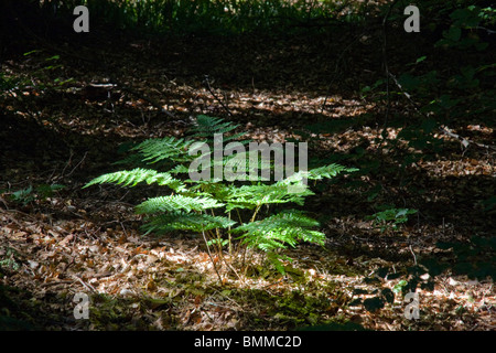 Woodland Farn auf einer sonnigen Lichtung Stockfoto