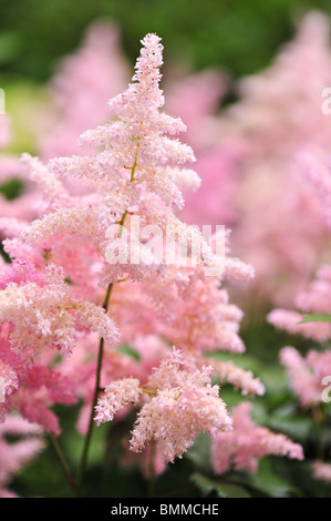 Astilbe Arendsii Europa Stockfoto