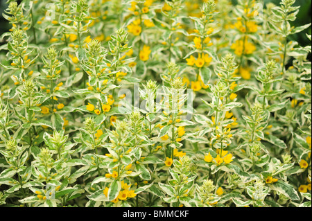 Gefleckte Gilbweiderich (Lysimachia Trommler) Stockfoto