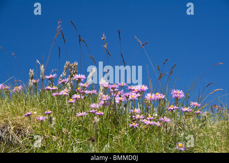 Wiese im Sommer mit Aster Alpinus Blumen unter einem strahlend blauen Himmel Stockfoto