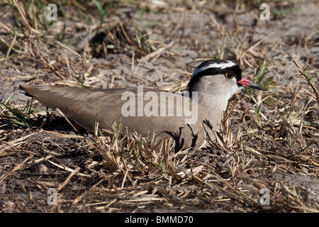 Ein gekrönt Kiebitz (Vanellus Coronatus) auf das Nest in der Savuti Region von Norden Botswanas Stockfoto