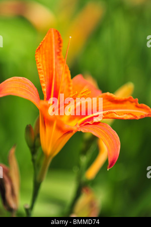 Hemerocallis-Taglilien Stockfoto