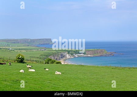 Whitepark Bay, County Antrim, Nordirland Stockfoto