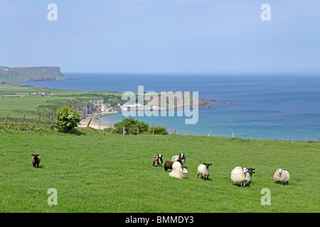 Whitepark Bay, County Antrim, Nordirland Stockfoto