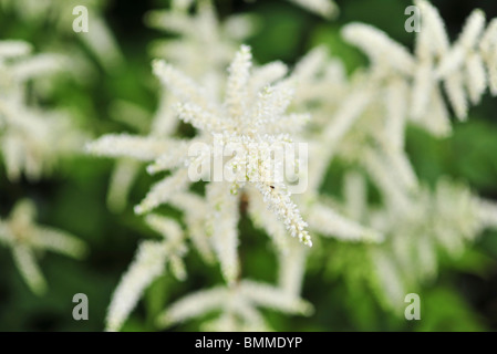 Astilbe Arendsii weiße Königin Stockfoto